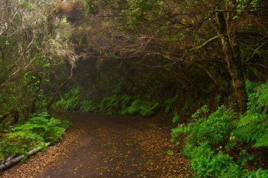 Tenerife 'nin Anaga bölgesinde sık yeşil laurisilva bitkileri ve eğreltiotları arasında kıvrılan nemli orman yolu