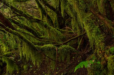 Anaga, Tenerife 'deki yoğun Laurisilva ormanında yosun kaplı ağaçlar ve bitki örtüsü 
