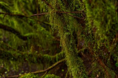 Yağmurdan sonra Anaga, Tenerife 'deki yoğun Laurisilva ormanında yosun kaplı dallar ve bitki örtüsü
