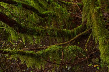 Yağmurdan sonra Anaga, Tenerife 'deki yoğun Laurisilva ormanında yosun kaplı dallar ve bitki örtüsü