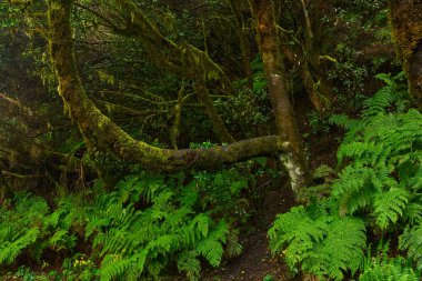 Yağmurdan sonra Anaga, Tenerife 'deki yoğun lav ormanlarında yosun kaplı ağaçlar ve bol eğreltiotları