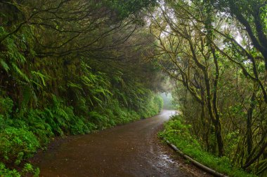 Tenerife 'nin Anaga bölgesinde sık yeşil laurisilva bitkileri ve eğreltiotları arasında kıvrılan nemli orman yolu