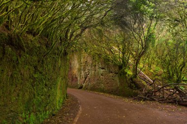 Tenerife 'nin Anaga bölgesinde sık yeşil laurisilva bitkileri ve eğreltiotları arasında kıvrılan nemli orman yolu