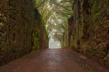 Anaga, Tenerife 'deki Pico del Ingles yakınlarındaki orman kayalıklarından oyulmuş yosun kaplı yol tüneli.