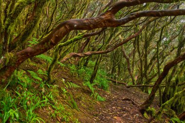 Anaga, Tenerife 'deki nemli lav ormanlarında yosun ve eğreltiotlarıyla kaplı pürüzsüz ağaç gövdeleri.