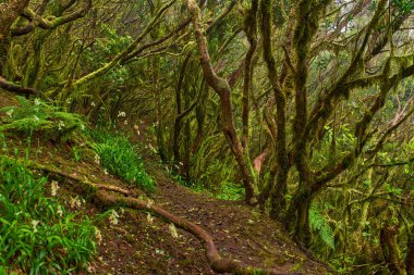 Anaga, Tenerife 'deki yoğun Laurisilva ormanlarında yosunlarla kaplı ağaçlar. 
