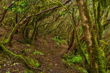 Yoğun lav ormanı Anaga, Tenerife 'de yosun yağmurundan sonra ağaçların manzarası 