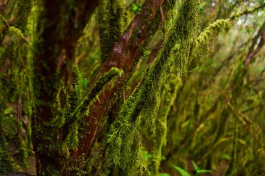Anaga, Tenerife 'deki nemli lav ormanlarında yosun ve eğreltiotlarıyla kaplı pürüzsüz ağaç gövdeleri.