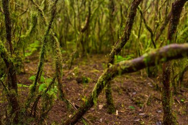 Anaga, Tenerife 'deki yoğun Laurisilva ormanında bitki örtüsünü kaplayan yeşil yosun. 