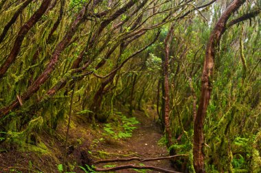 Anaga, Tenerife 'deki nemli lav ormanlarında yosun ve eğreltiotlarıyla kaplı pürüzsüz ağaç gövdeleri.