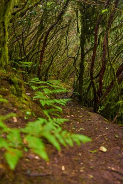Yağmurdan sonra Anaga, Tenerife 'deki yoğun lav ormanlarında yosun kaplı ağaçlar ve bol eğreltiotları