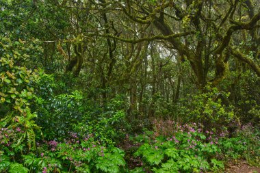 Anaga, Tenerife 'deki yoğun Laurisilva ormanlarındaki Moss' un gündüz görüşü bitki örtüsünü kapladı 