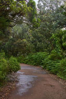 Yağmurla ıslanmış patika Anaga, Tenerife 'de yoğun eğrelti otları ve ağaçlarla dolu sisli Laurisilva ormanlarında süzülüyor.