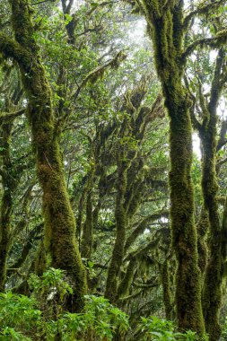 Tenerife 'deki Pico del Ingles yakınlarındaki nemli Anaga ormanında yosun kaplı ağaçlar. 