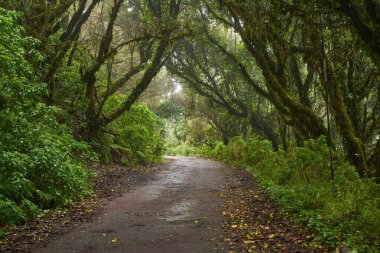 Yağmurla ıslanmış patika Anaga, Tenerife 'de yoğun eğrelti otları ve ağaçlarla dolu sisli Laurisilva ormanlarında süzülüyor.
