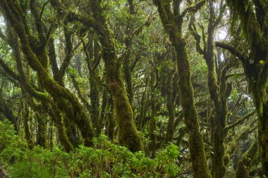 Tenerife 'deki Pico del Ingles yakınlarındaki nemli Anaga ormanında yosun kaplı ağaçlar. 