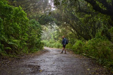Seyahat fotoğrafçısı Anaga, Tenerife 'deki nemli Laurisilva ormanlarında yağmur ve sis altında yürüyüş yapıyor.