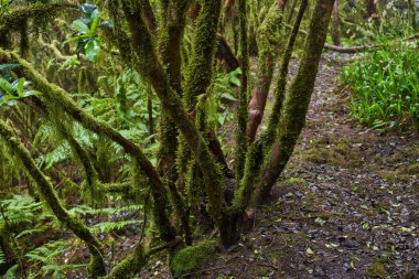 Anaga, Tenerife 'deki yoğun Laurisilva ormanında bitki örtüsünü kaplayan yeşil yosun. 
