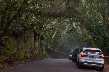 İspanya, Tenerife, Anaga bölgesi - 07 Haziran 2025: Piko del Ingles tüneli yakınlarında Tenerife 'nin Anaga kentindeki sisli Laurisilva ormanında birden fazla araba park etti