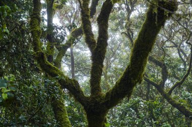 Anaga, Tenerife 'deki yoğun Laurisilva ormanlarındaki Moss' un gündüz görüşü bitki örtüsünü kapladı 