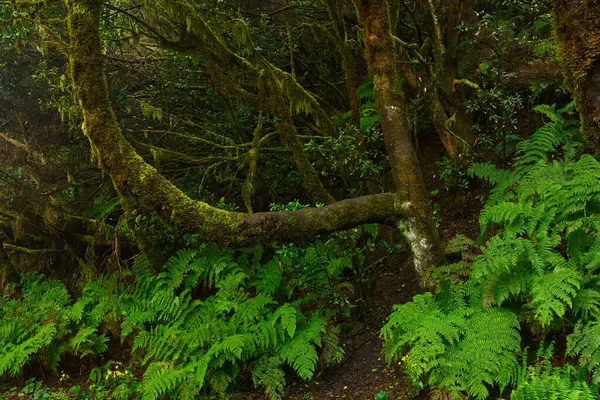 Yağmurdan sonra Anaga, Tenerife 'deki yoğun lav ormanlarında yosun kaplı ağaçlar ve bol eğreltiotları