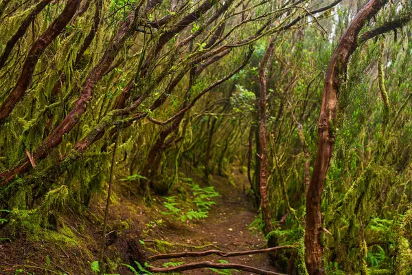 Anaga, Tenerife 'deki nemli lav ormanlarında yosun ve eğreltiotlarıyla kaplı pürüzsüz ağaç gövdeleri.