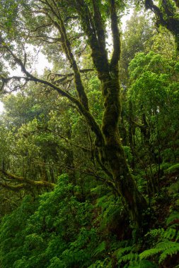 Yağmurdan sonra Anaga, Tenerife 'deki yoğun Laurisilva ormanında yosun kaplı dallar ve bitki örtüsü