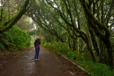 Kadın doğa fotoğrafçısı, Anaga, Tenerife 'deki gür Laurisilva ormanında nemli bir orman patikasında fotoğraf çekiyor.