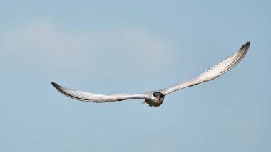 Neajlov Deltası üzerinde uçan bıyıklı deniz feneri bölgesel davranış sergiliyor 