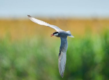 Neajlov Deltası üzerinde uçan bıyıklı deniz feneri bölgesel davranış sergiliyor 