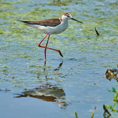 Siyah kanatlı stilt berrak bir yansımayla sığ sularda yürüyor.