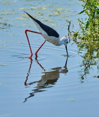 Siyah kanatlı çubuk. Sığ sularda beslenirken orta dalışta yakalandı.
