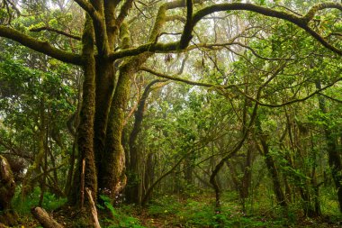 Anaga bölgesinde yoğun bitki örtüsü bulunan nemli subtropikal ormandaki yosunlu lav ağaçları, Tenerife