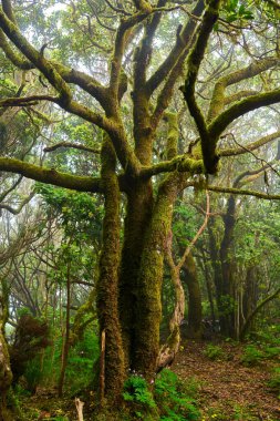 Anaga bölgesinde yoğun bitki örtüsü bulunan nemli subtropikal ormandaki yosunlu lav ağaçları, Tenerife