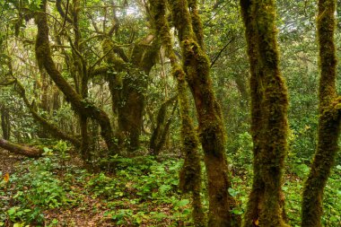 Anaga bölgesinde yoğun bitki örtüsü bulunan nemli subtropikal ormandaki yosunlu lav ağaçları, Tenerife
