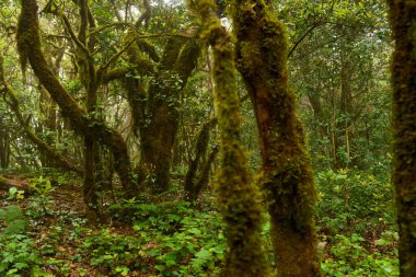 Anaga bölgesinde yoğun bitki örtüsü bulunan nemli subtropikal ormandaki yosunlu lav ağaçları, Tenerife