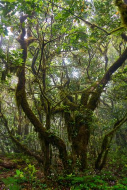 Anaga bölgesinde yoğun bitki örtüsü bulunan nemli subtropikal ormandaki yosunlu lav ağaçları, Tenerife