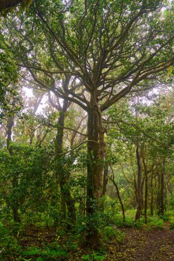 Anaga bölgesinde yoğun bitki örtüsü bulunan nemli subtropikal ormandaki yosunlu lav ağaçları, Tenerife