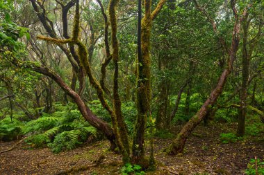 Anaga bölgesinde yoğun bitki örtüsü bulunan nemli subtropikal ormandaki yosunlu lav ağaçları, Tenerife