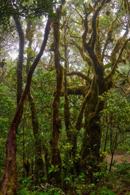Anaga bölgesinde yoğun bitki örtüsü bulunan nemli subtropikal ormandaki yosunlu lav ağaçları, Tenerife
