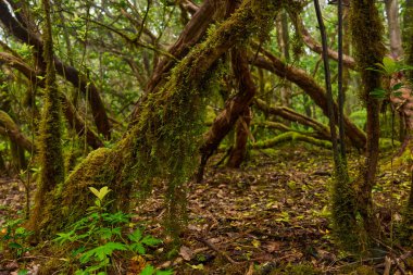 Anaga bölgesinde yoğun bitki örtüsü bulunan nemli subtropikal ormandaki yosunlu lav ağaçları, Tenerife