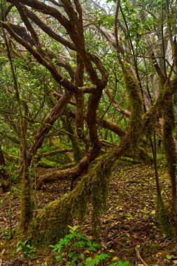Anaga bölgesinde yoğun bitki örtüsü bulunan nemli subtropikal ormandaki yosunlu lav ağaçları, Tenerife