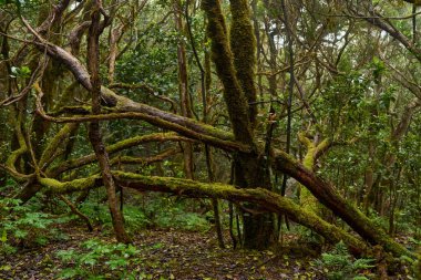 Anaga bölgesinde yoğun bitki örtüsü bulunan nemli subtropikal ormandaki yosunlu lav ağaçları, Tenerife
