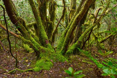 Anaga bölgesinde yoğun bitki örtüsü bulunan nemli subtropikal ormandaki yosunlu lav ağaçları, Tenerife
