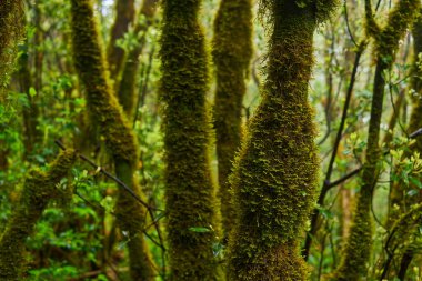 Anaga bölgesinde yoğun bitki örtüsü bulunan nemli subtropikal ormandaki yosunlu lav ağaçları, Tenerife