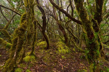 Anaga bölgesinde yoğun bitki örtüsü bulunan nemli subtropikal ormandaki yosunlu lav ağaçları, Tenerife