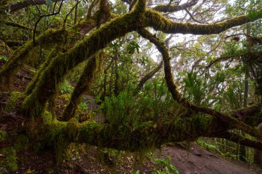 Epifiz bitkileri olan yosunlu lav ağacı yemyeşil bir astropikal orman ortamında gelişiyor.
