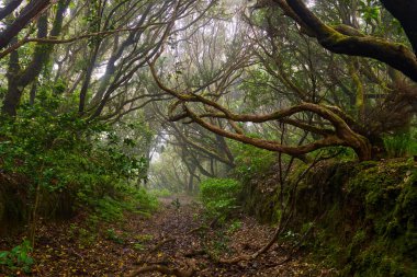 Twisting branches over a forest trail in the dense laurisilva woods of Anaga