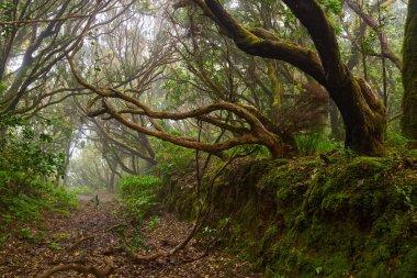 Twisting branches over a forest trail in the dense laurisilva woods of Anaga