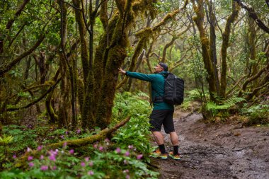 Sırt çantalı bir adam Anaga 'nın nemli lav ormanında yosunlu ağaca dokunuyor.
